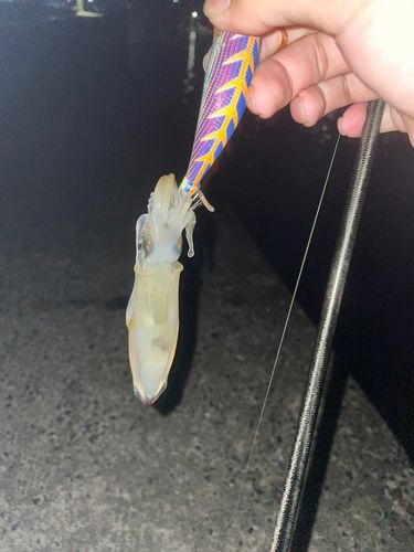 イカの釣果
