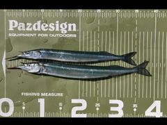 サヨリの釣果