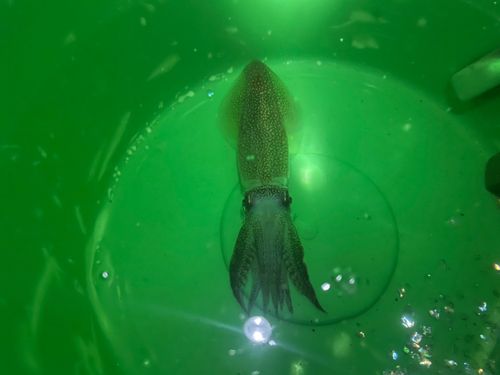 マメイカの釣果