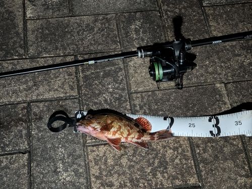 カサゴの釣果