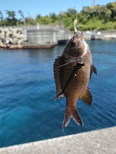 スズメダイの釣果