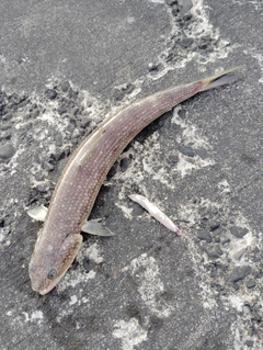 エソの釣果