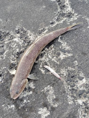 エソの釣果