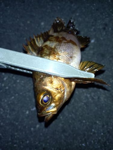 アカメバルの釣果