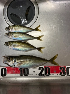 アジの釣果