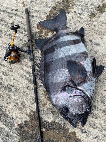 イシダイの釣果