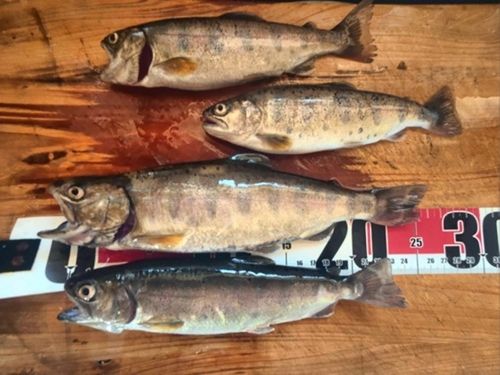 ヤマメの釣果