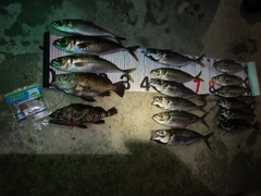 アジの釣果