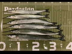 サヨリの釣果