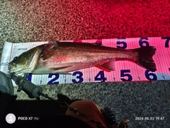 シーバスの釣果