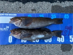 アイナメの釣果