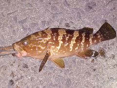 キジハタの釣果