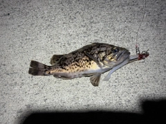 クロソイの釣果