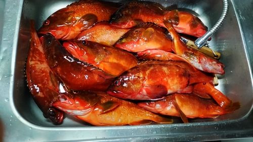 アカハタの釣果
