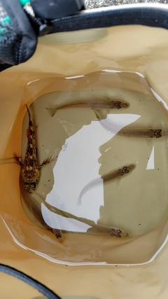 キスの釣果