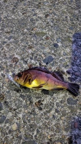 アカメバルの釣果