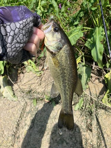 ラージマウスバスの釣果