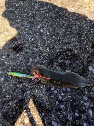シタビラメの釣果