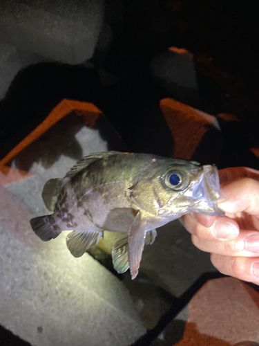 アカメバルの釣果