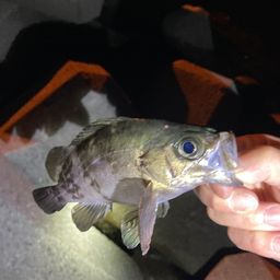 アングラー04672425さんの2026年05月05日(火)の釣行(大分県 - 守江湾