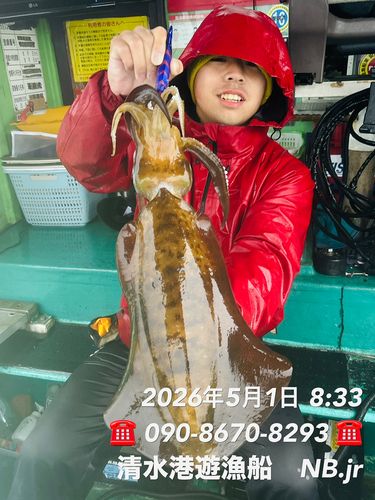 アオリイカの釣果