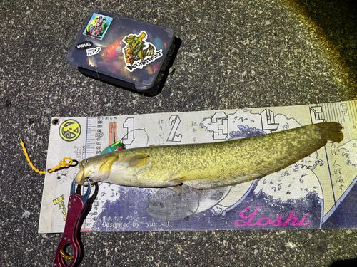 マナマズの釣果