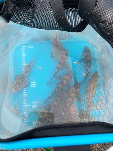 メゴチの釣果