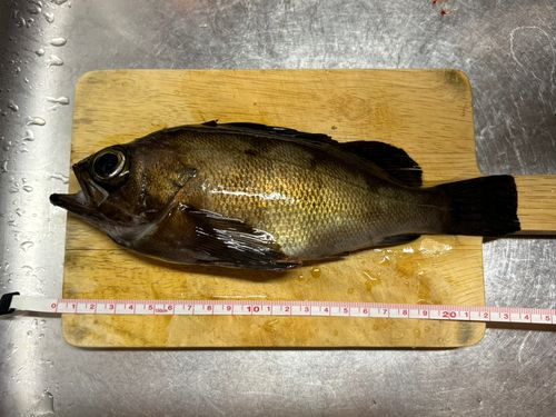 アカメバルの釣果