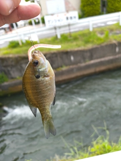 ブルーギルの釣果