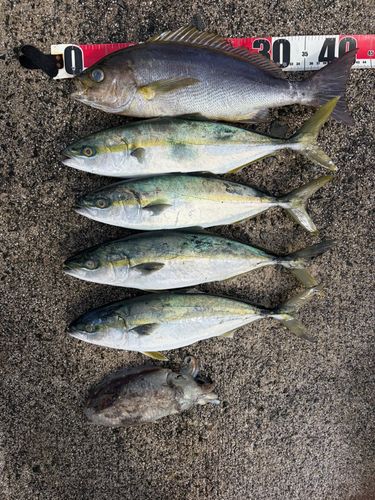 イサキの釣果