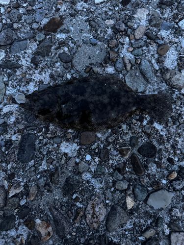 ソゲの釣果