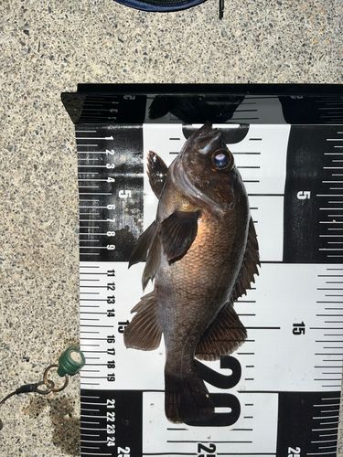 メバルの釣果