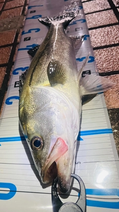シーバスの釣果