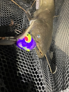 ナマズの釣果