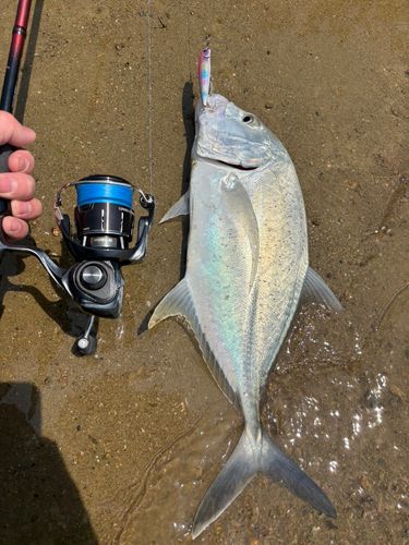オニヒラアジの釣果