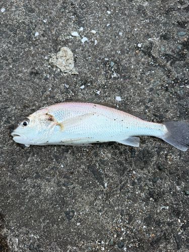 シログチの釣果