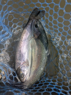 ニジマスの釣果