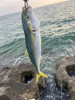 ツバイソの釣果