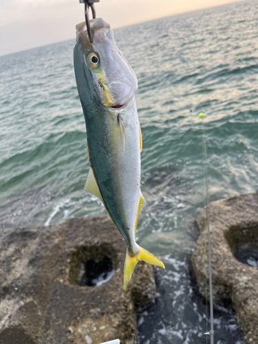 ツバイソの釣果
