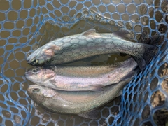 ニジマスの釣果