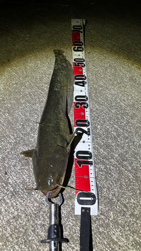 ナマズの釣果