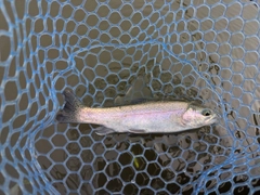 ニジマスの釣果