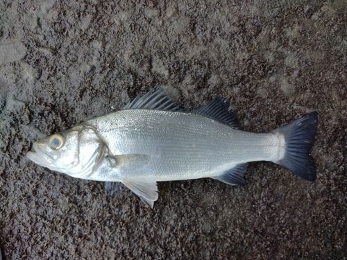 ヒラスズキの釣果