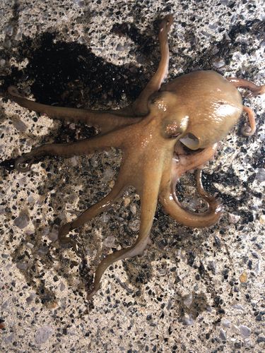 タコの釣果