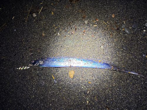 タチウオの釣果