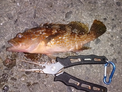 キジハタの釣果