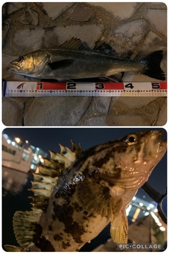 フッコ（マルスズキ）の釣果