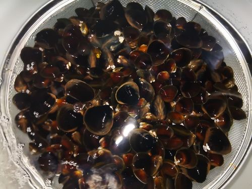 ヘラブナの釣果