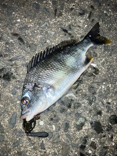 キビレの釣果