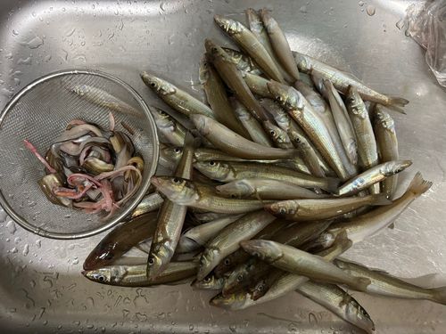 アナゴの釣果